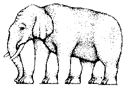 elephant