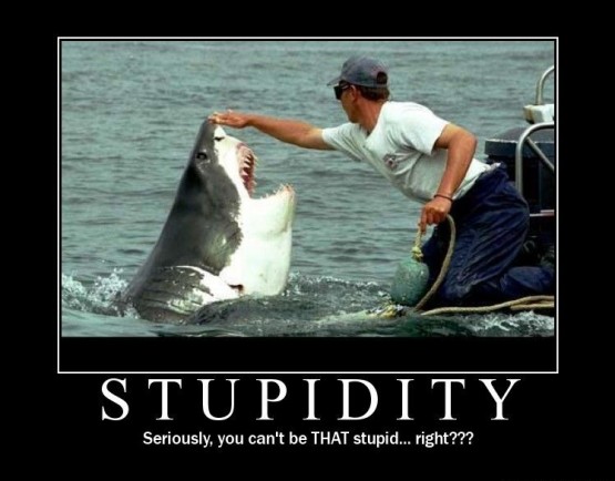 shark stupid